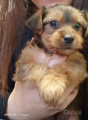 Vendo yorkshire  foto-70555