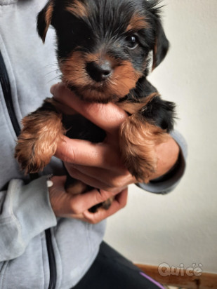 Vendo yorkshire  foto-10977