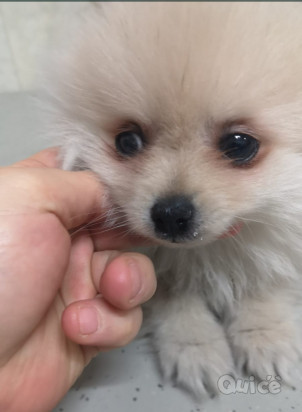 Spinz volpino Pomerania  foto-19442