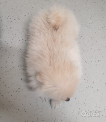 Spinz volpino Pomerania  foto-146361