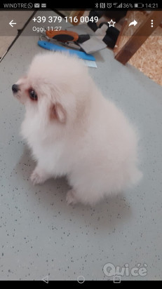 Spinz volpino Pomerania  foto-146363