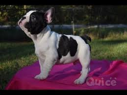 Cuccioli di Bulldog francese pronti per l'adozione foto-147006
