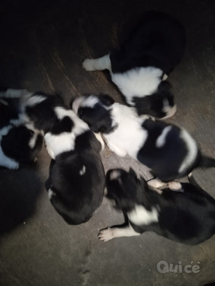 Border Collie foto-19866