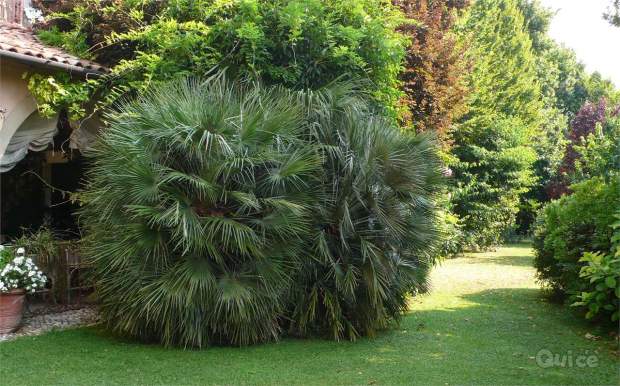 VITTORIO VENETO, Frati PALAZZO SIGNORILE a Vittorio Veneto foto-13206