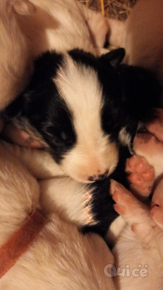 Cuccioli razza Yakutian Laika  foto-20730