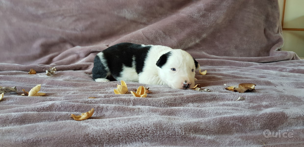 Cuccioli razza Yakutian Laika  foto-160001