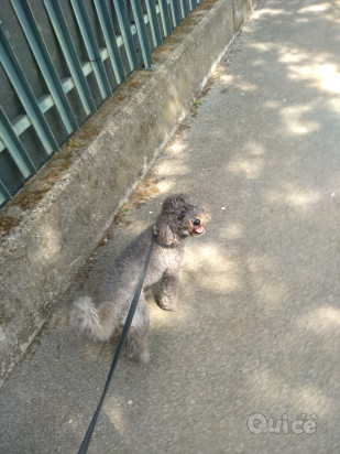 Pet-sitter foto-175045