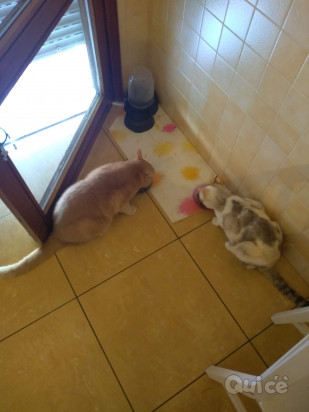 Pet-sitter foto-175046