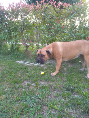 Pet-sitter foto-175043