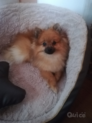 Spitz Volpino Pomerania  foto-22108