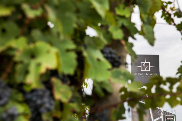 Portiamo il buon vino a casa tua! foto-2284