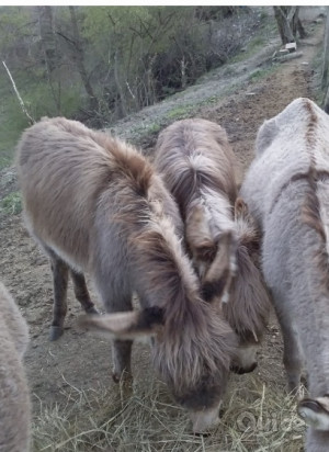 Vendo 2 asinelle foto-2305