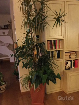 Vaso con 4 tipologie di piante foto-24228