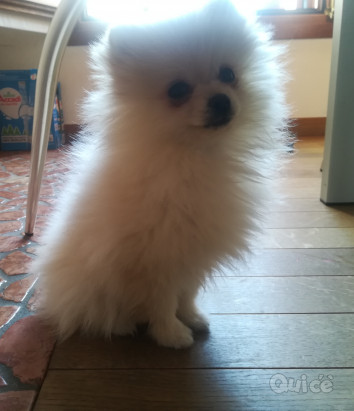 Spitz Volpino Pomerania bianco  foto-24230