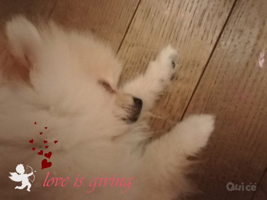 Spitz Volpino Pomerania bianco  foto-197497