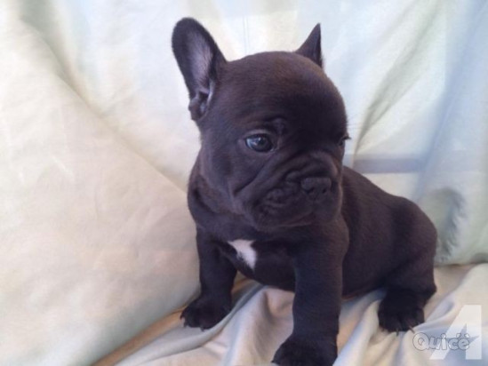 Cuccioli di Bulldog francese pronti per l'adozione foto-205448