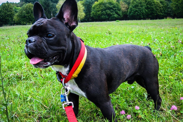 Cuccioli di Bulldog francese pronti per l'adozione foto-25057