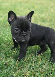 Cuccioli di Bulldog francese pronti per l'adozione foto-205447