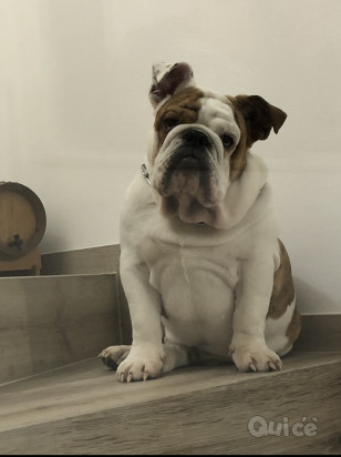 Bulldog inglese cerca fidanzata foto-26735