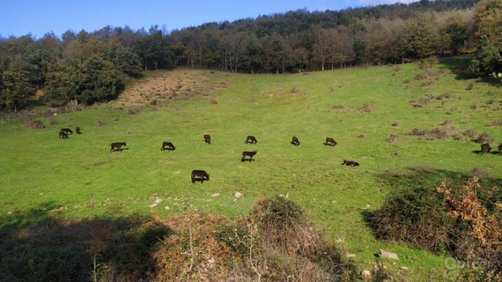 Terreno in vendita a Caronia (ME) foto-230629