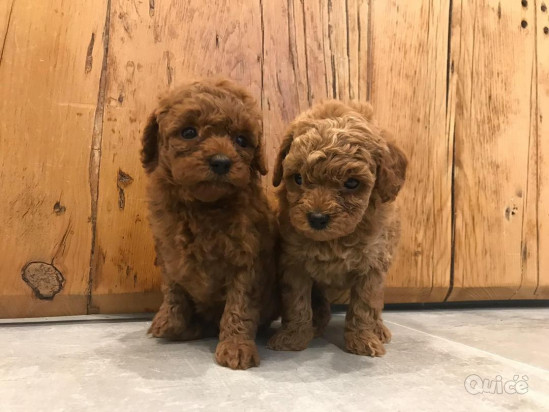 Cuccioli barboncino toy foto-29367