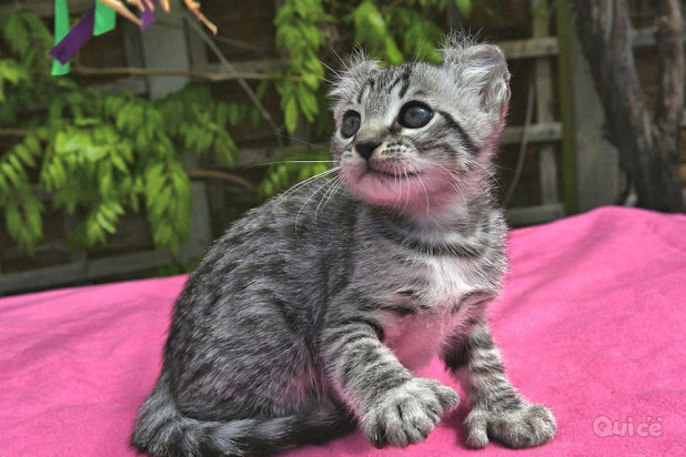 Gattino Savannah in vendita foto-270463