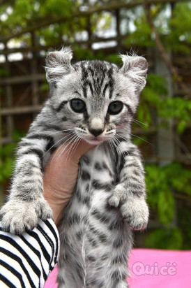 Gattino Savannah in vendita foto-31052