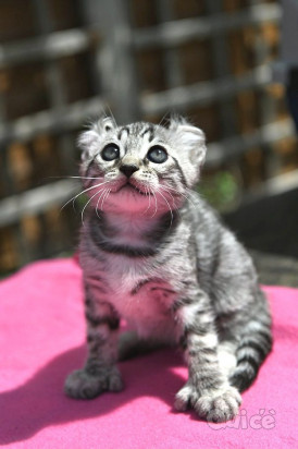 Gattino Savannah in vendita foto-270461