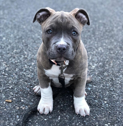 Cuccioli di PITBULL, foto-31675