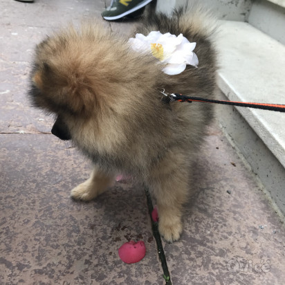 Spitz volpino  foto-282837