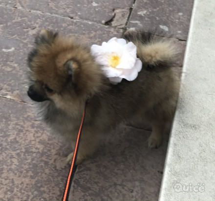 Spitz volpino  foto-32276