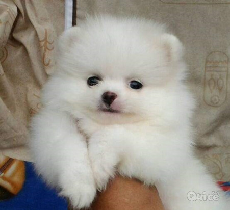 volpino di pomerania toy foto-284717