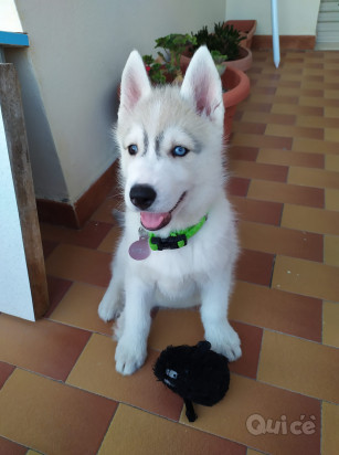 Siberian Husky foto-33340