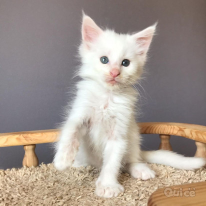 Adorabile maine coon per una nuova casa foto-293315