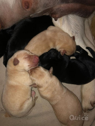 Cuccioli di Labrador foto-302265