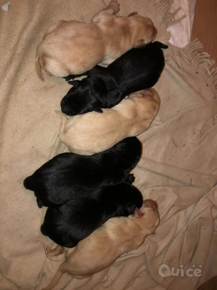 Cuccioli di Labrador foto-34419