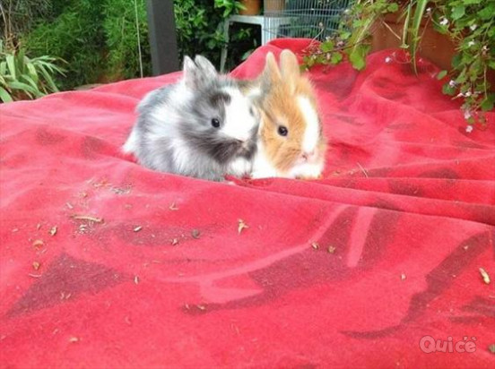 Conigli Nani foto-304723