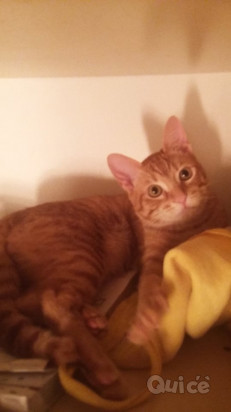 Cucciolone cerca casa foto-309697