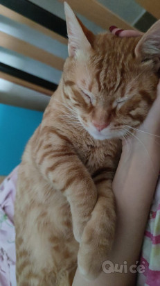 Cucciolone cerca casa foto-35320