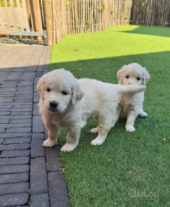 Cuccioli di Golden Retriever pronti per nuove case . foto-313100