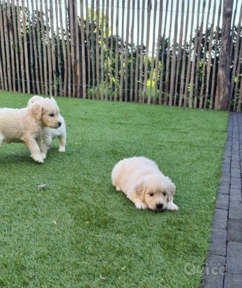 Cuccioli di Golden Retriever pronti per nuove case . foto-313101