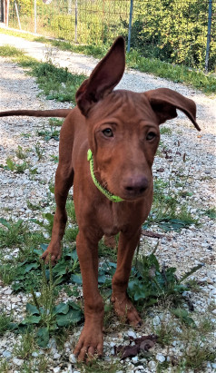 Splendidi cuccioli di Cirneco dell'Etna foto-318481