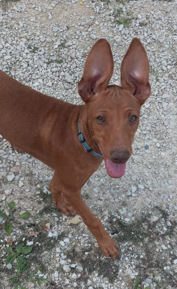 Splendidi cuccioli di Cirneco dell'Etna foto-318478