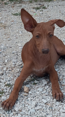 Splendidi cuccioli di Cirneco dell'Etna foto-318480