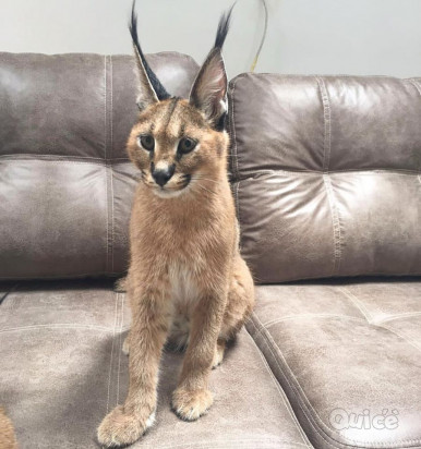 Disponibili gattini Savannah, serval e caracal foto-319853
