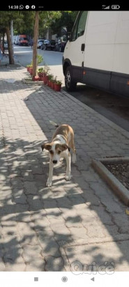 Alba cerca casa  foto-36959