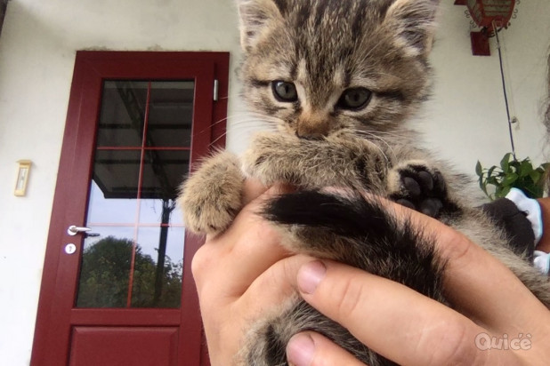 Miao, cerchiamo casa! foto-37206