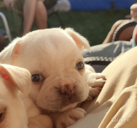 Cuccioli  Bulldog Francese... foto-324755
