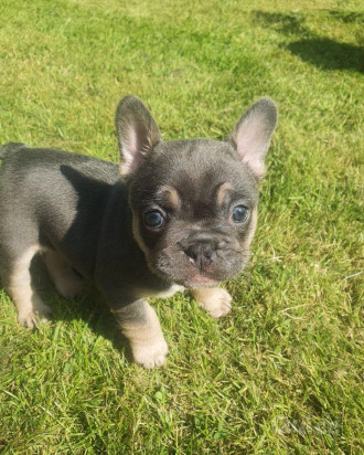 Cuccioli  Bulldog Francese... foto-37211