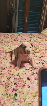 Cucciola amstaff foto-324892